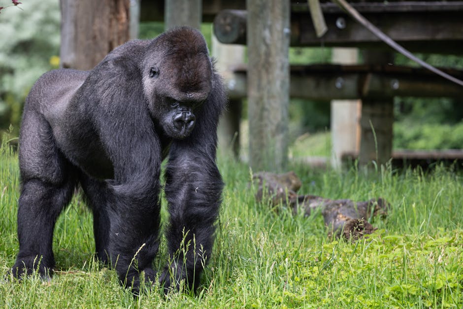 Gorilla Wear review